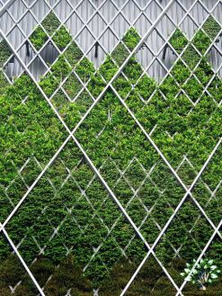دیوار سبز GW131 Green wall