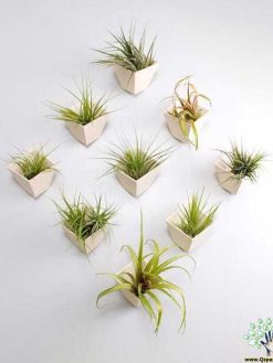 دیوار سبز GW142 Green wall