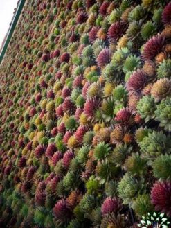 دیوار سبز GW146 Green wall