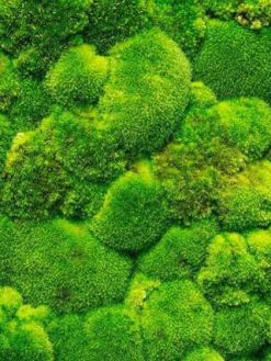 دیوار سبز GW150 Green wall