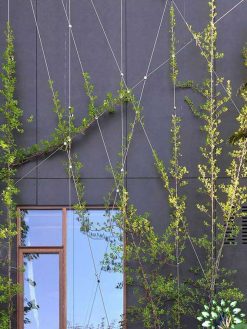 دیوار سبز GW151 Green wall