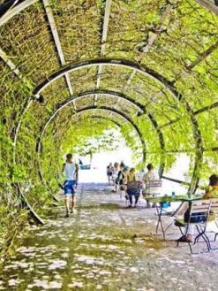 دیوار سبز GW17 Green wall