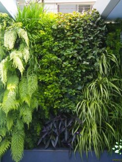 دیوار سبز GW64 Green wall