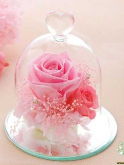 رز جاویدان RI10 Rose Immortal