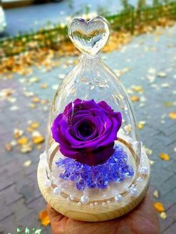 رز جاویدان RI102 Rose Immortal