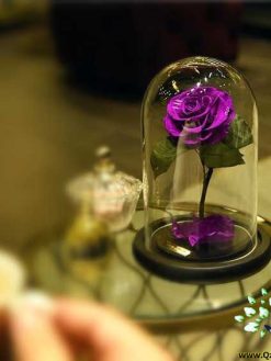 رز جاویدان RI106 Rose Immortal