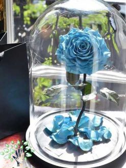 رز جاویدان RI110 Rose Immortal