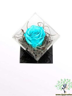 رز جاویدان RI113 Rose Immortal