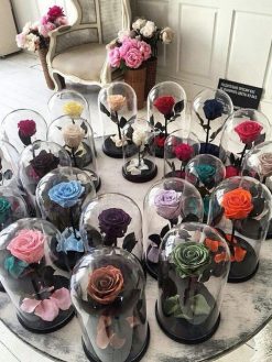 رز جاویدان RI116 Rose Immortal