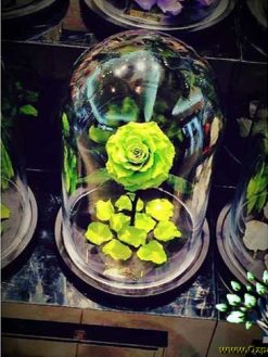 رز جاویدان RI129 Rose Immortal