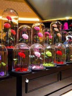 رز جاویدان RI13 Rose Immortal