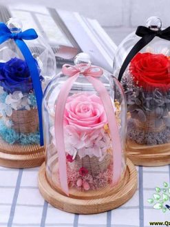 رز جاویدان RI134 Rose Immortal