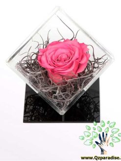 رز جاویدان RI136 Rose Immortal