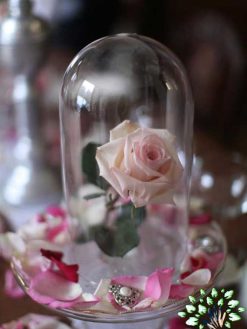 رز جاویدان RI137 Rose Immortal