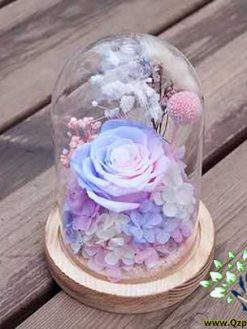 رز جاویدان RI142 Rose Immortal