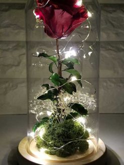 رز جاویدان RI145 Rose Immortal