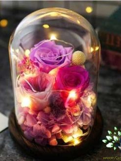 رز جاویدان RI15 Rose Immortal