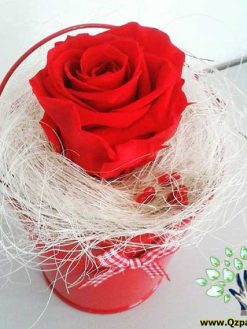 رز جاویدان RI151 Rose Immortal