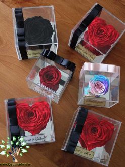 رز جاویدان RI152 Rose Immortal