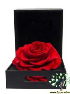 رز جاویدان RI153 Rose Immortal