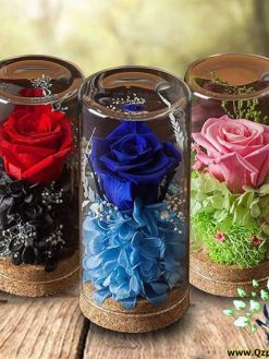 رز جاویدان RI155 Rose Immortal