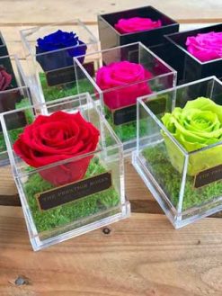 رز جاویدان RI17 Rose Immortal