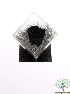 رز جاویدان RI19 Rose Immortal