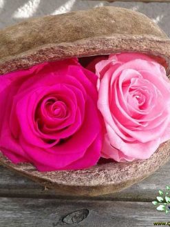 رز جاویدان RI20 Rose Immortal