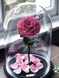 رز جاویدان RI25 Rose Immortal