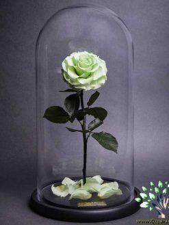 رز جاویدان RI26 Rose Immortal