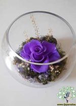 رز جاویدان RI27 Rose Immortal