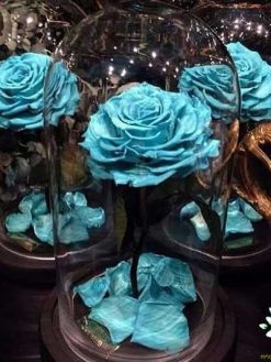 رز جاویدان RI3 Rose Immortal