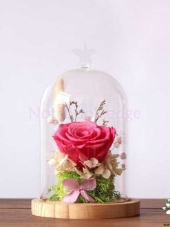 رز جاویدان RI33 Rose Immortal