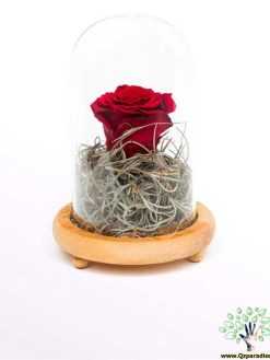 رز جاویدان RI34 Rose Immortal