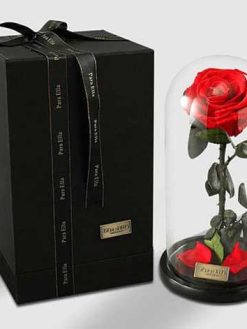 رز جاویدان RI35 Rose Immortal