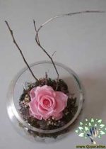 رز جاویدان RI38 Rose Immortal