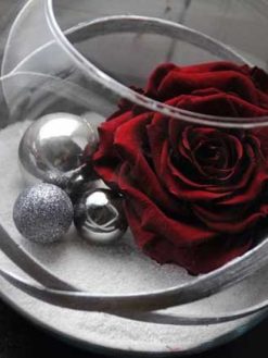 رز جاویدان RI39 Rose Immortal