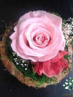 رز جاویدان RI40 Rose Immortal