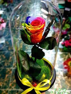 رز جاویدان RI43 Rose Immortal