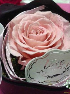 رز جاویدان RI48 Rose Immortal