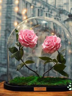 رز جاویدان RI49 Rose Immortal