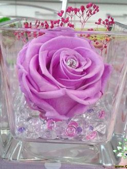 رز جاویدان RI50 Rose Immortal