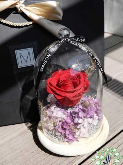 رز جاویدان RI51 Rose Immortal