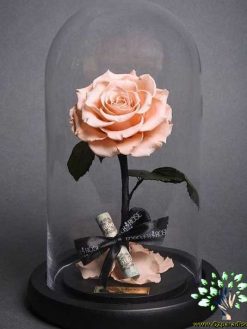 رز جاویدان RI52 Rose Immortal