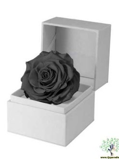 رز جاویدان RI53 Rose Immortal