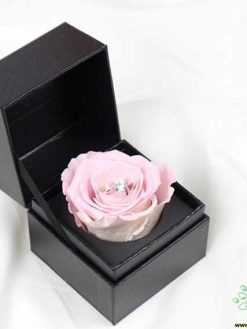 رز جاویدان RI57 Rose Immortal