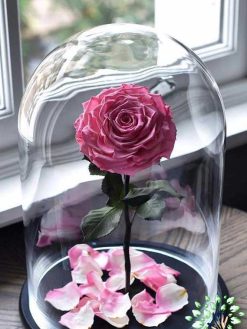 رز جاویدان RI59 Rose Immortal