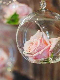 رز جاویدان RI63 Rose Immortal