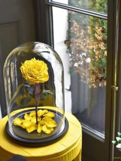 رز جاویدان RI64 Rose Immortal