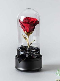 رز جاویدان RI65 Rose Immortal